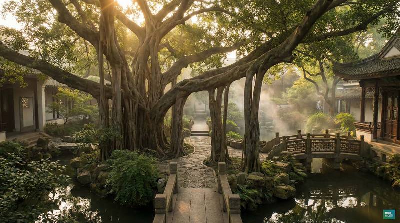 大象传媒植物视频-千年古榕树保护纪录视频